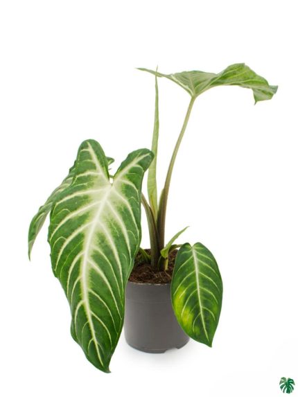 Caladium Lindenii - Xanthosoma Lindenii