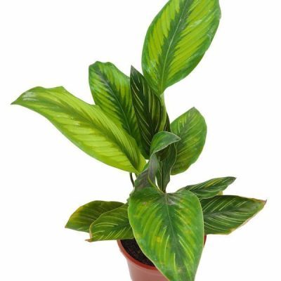 Calathea Beauty Star