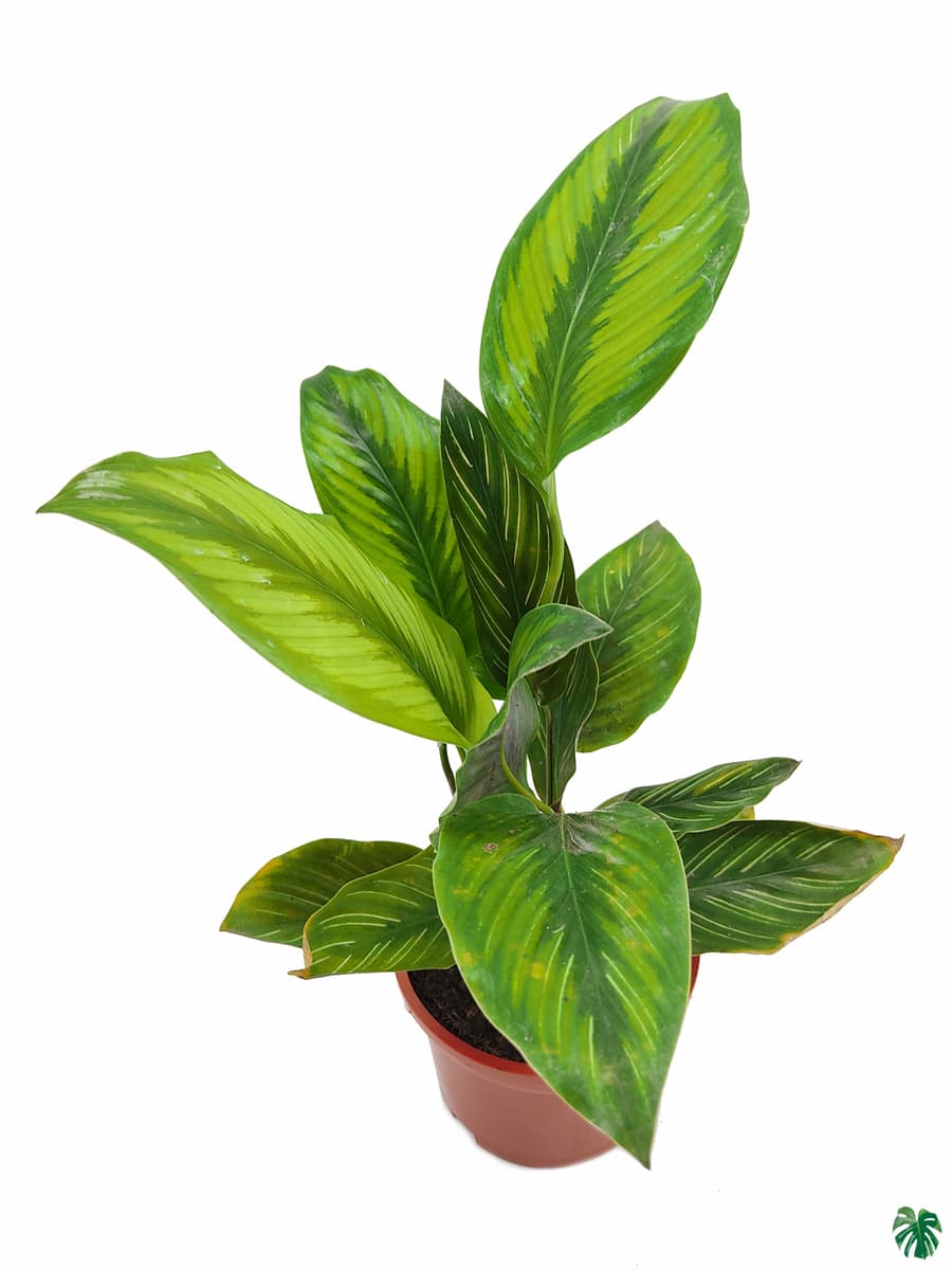 Calathea Beauty Star
