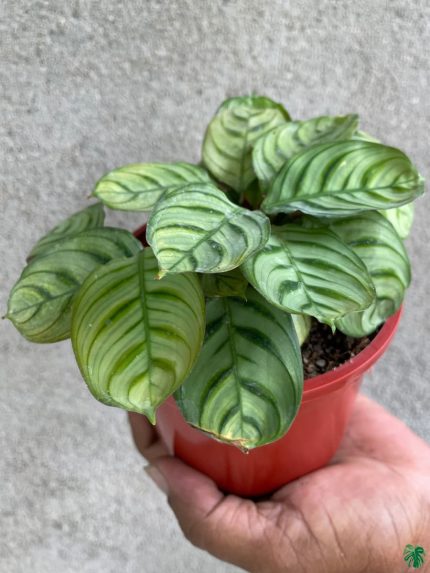 قیمت روز بازار گل و گیاه غرب 🌷🌿