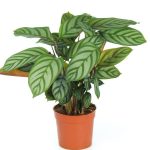 Calathea Compact Star Setosa