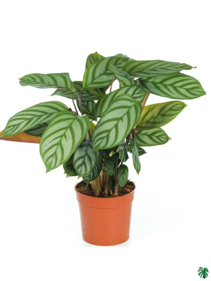 Calathea Compact Star Setosa
