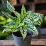 Calathea Elliptica Vittata