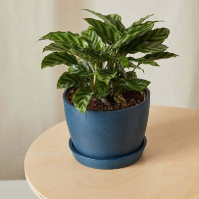 Calathea Freddie