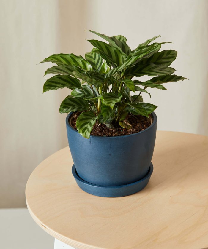 Calathea Freddie