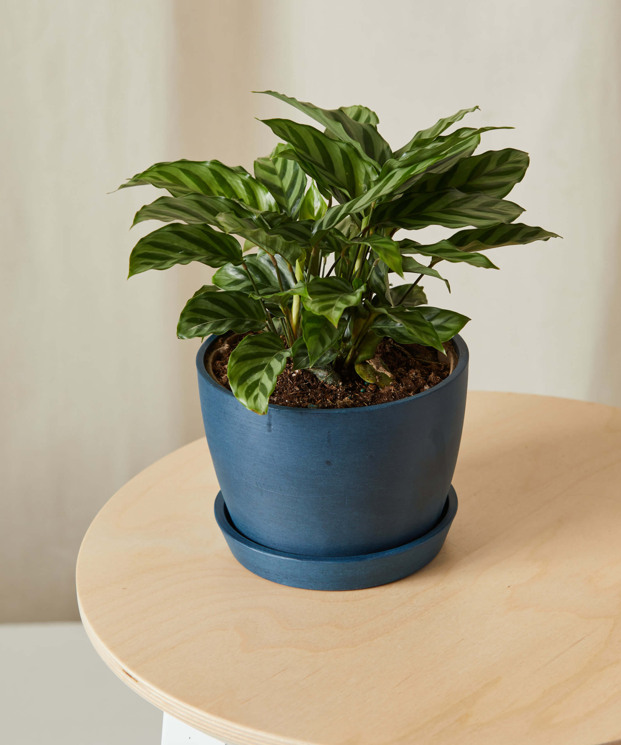 Calathea Freddie