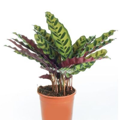 Calathea Lancifolia