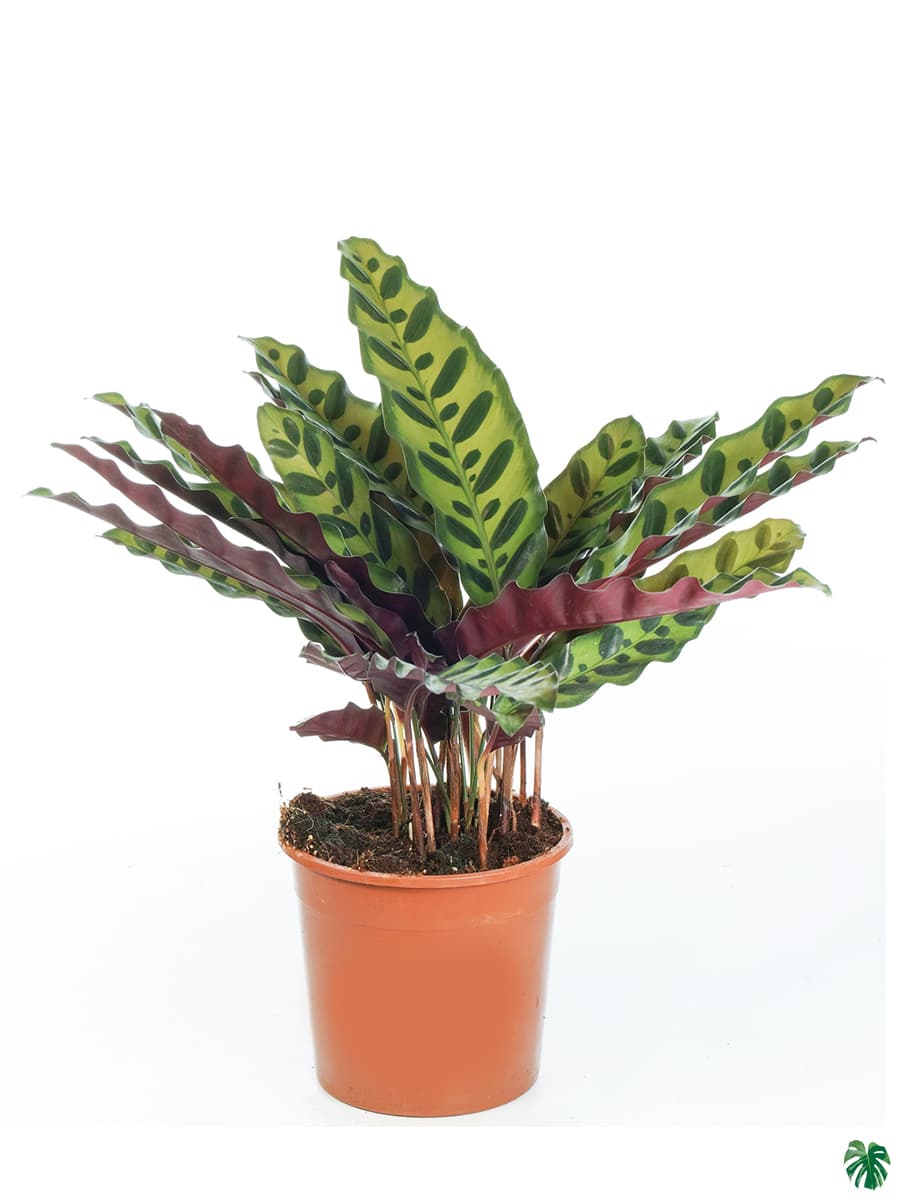 Calathea Lancifolia