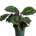 Calathea Medallion