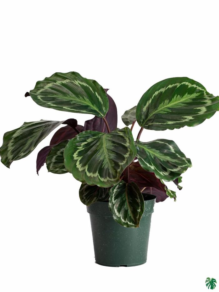 Calathea Medallion