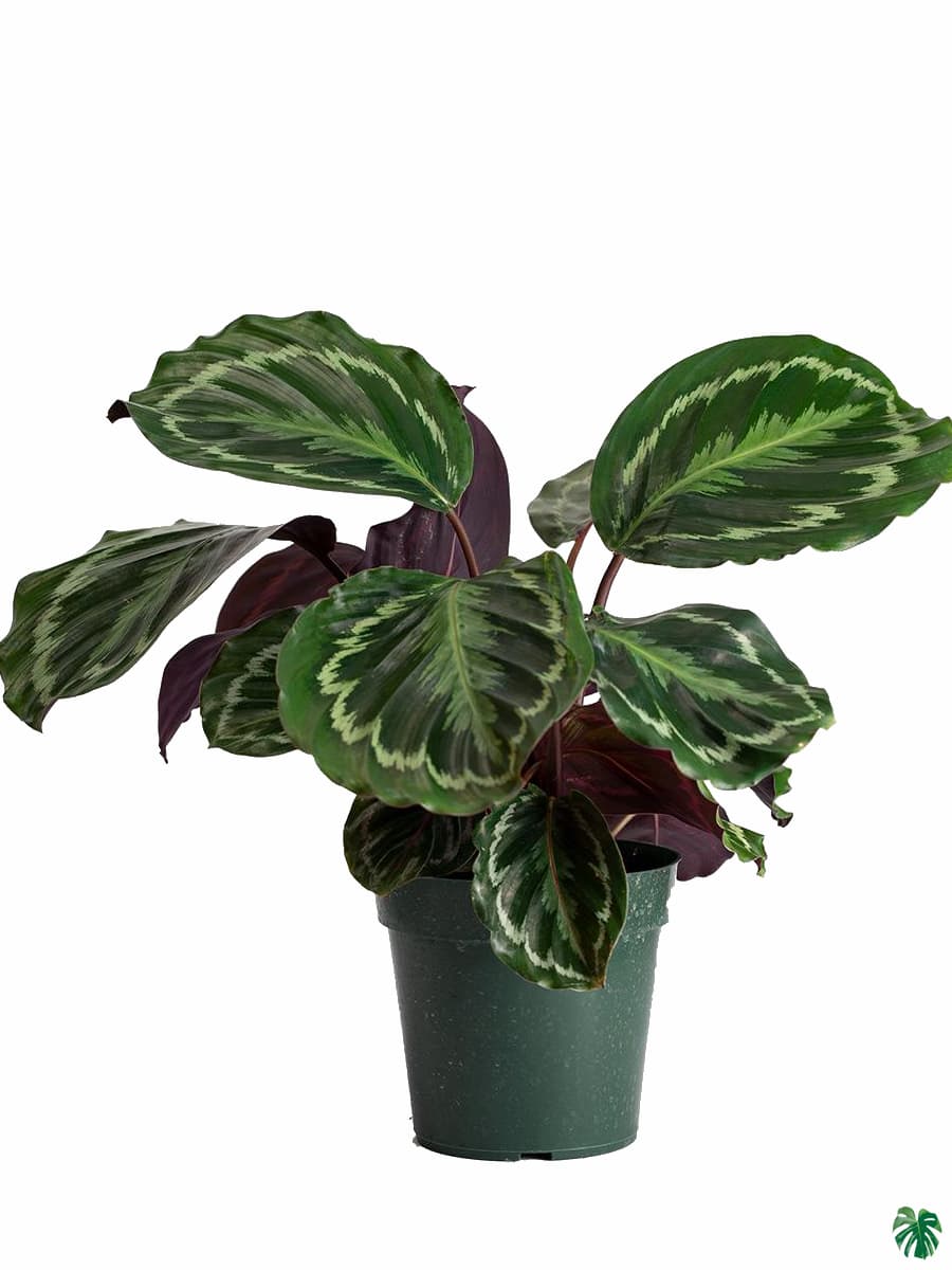 Calathea Medallion