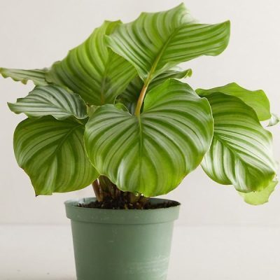 Calathea Orbifolia