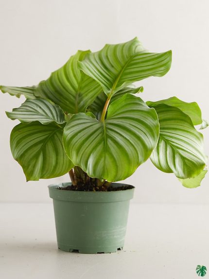 Calathea Orbifolia