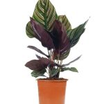 Calathea Ornata