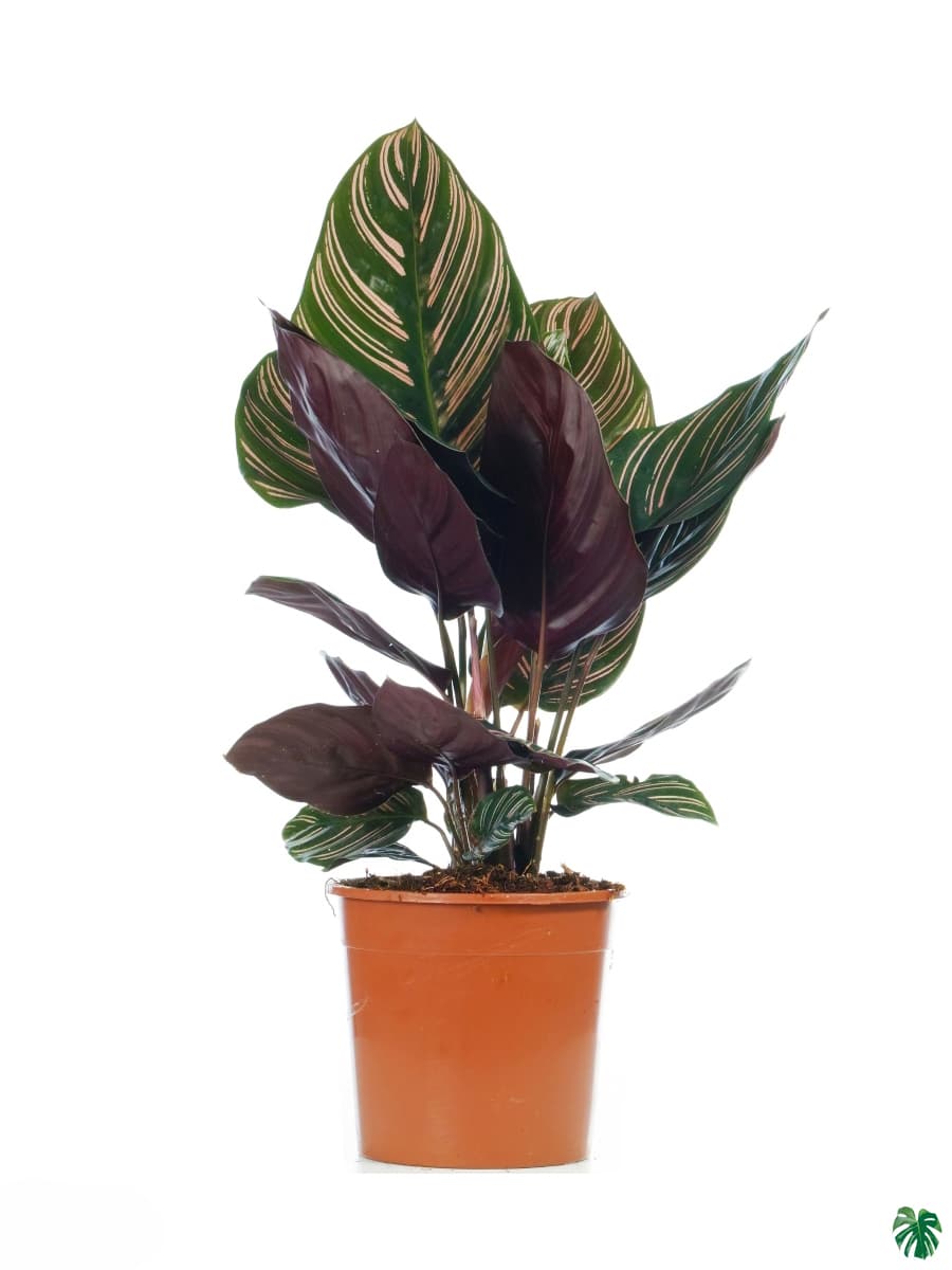 Calathea Ornata