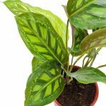Calathea Roseopicta