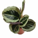 Calathea Roseopicta Cynthia