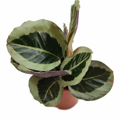 Calathea Roseopicta Cynthia