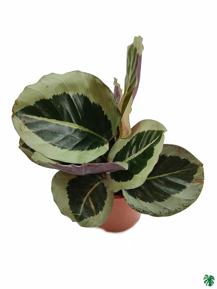 Calathea Roseopicta Cynthia