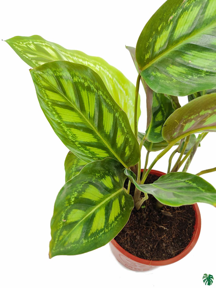 Calathea Roseopicta
