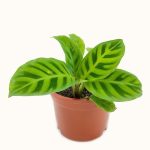خرید گل و گلدان هدیه برای دختر نوجوان ??