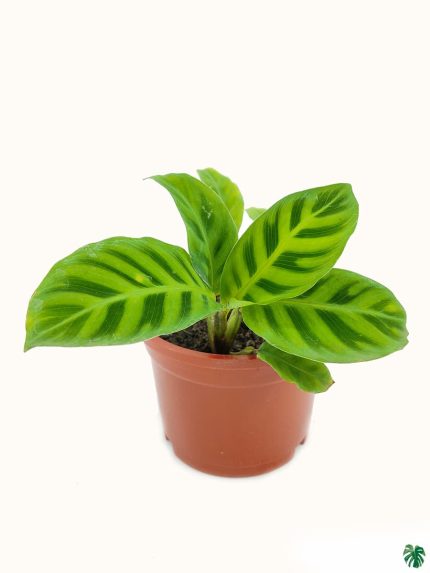 خرید گل و گلدان هدیه برای دختر نوجوان 🌸🎁