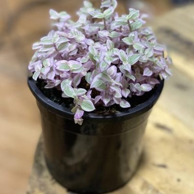 Callisia Repens 'Pink Lady' 'Rosato'