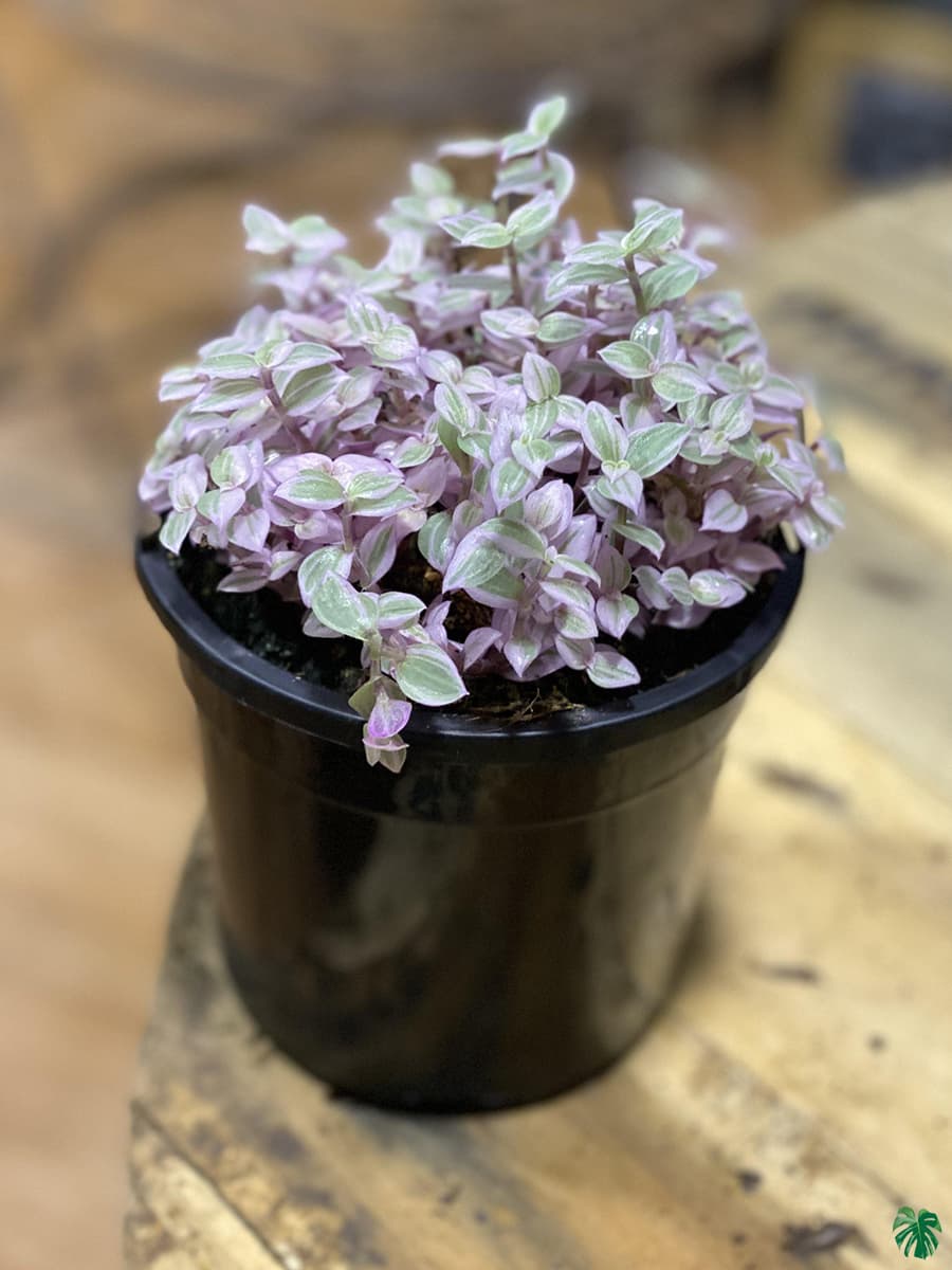Callisia Repens 'Pink Lady' 'Rosato'