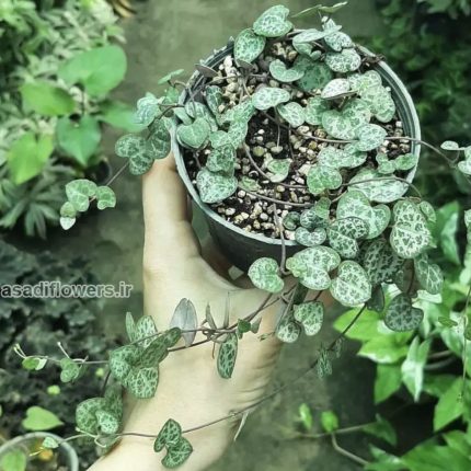 خرید گل و گلدان هدیه برای زوج جوان