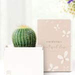 Cherished Memories Lula's Garden ® Cactus Succulent Gift
