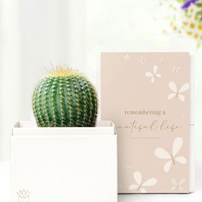 Cherished Memories Lula's Garden ® Cactus Succulent Gift