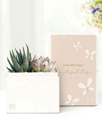 Cherished Memories Lula's Garden ® Glow Succulent Gift