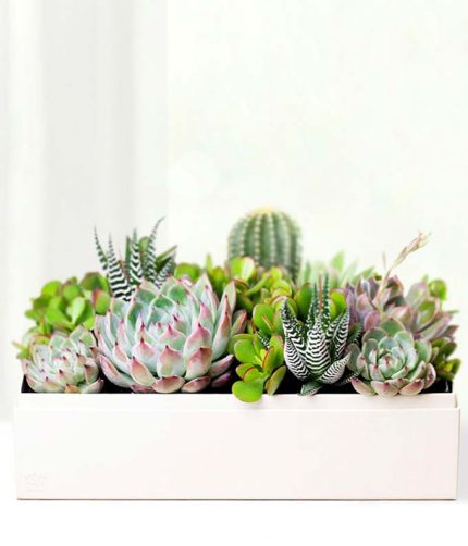 Cherished Memories Lula's Garden ® Lush Succulent Gift