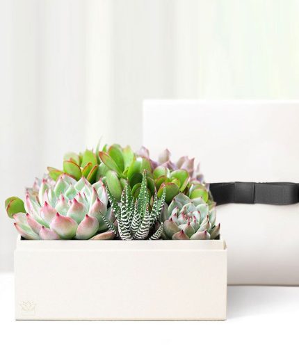 Cherished Memories Lula's Garden ® Urban Succulent Gift