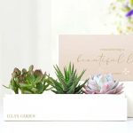 Cherished Memories Lula's Garden ® Verdant Succulent Gift