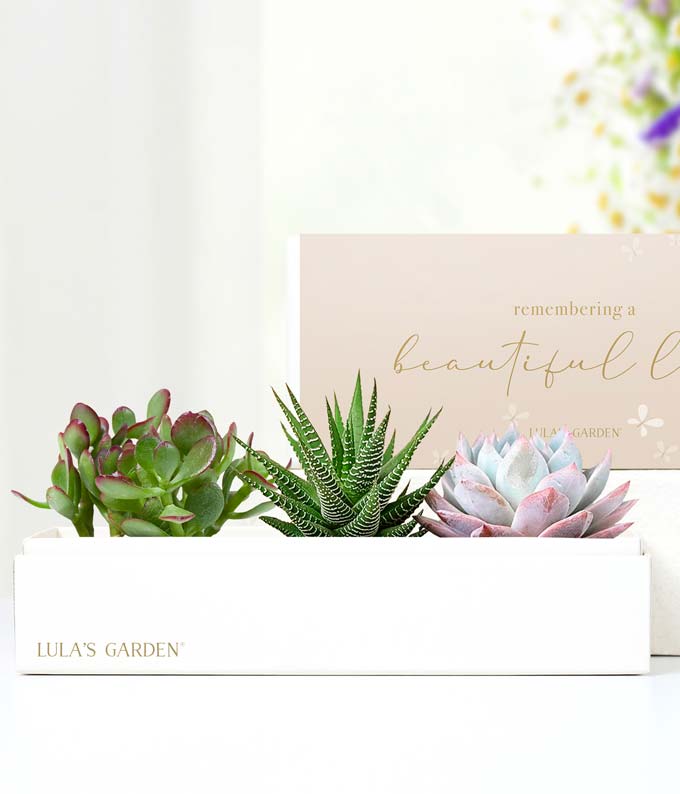 Cherished Memories Lula's Garden ® Verdant Succulent Gift