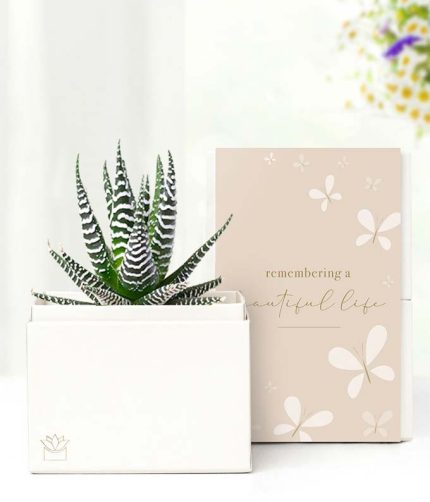 Cherished Memories Lula's Garden ® Zebra Succulent Gift