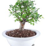 Chinese Elm Potted Bonsai Plant