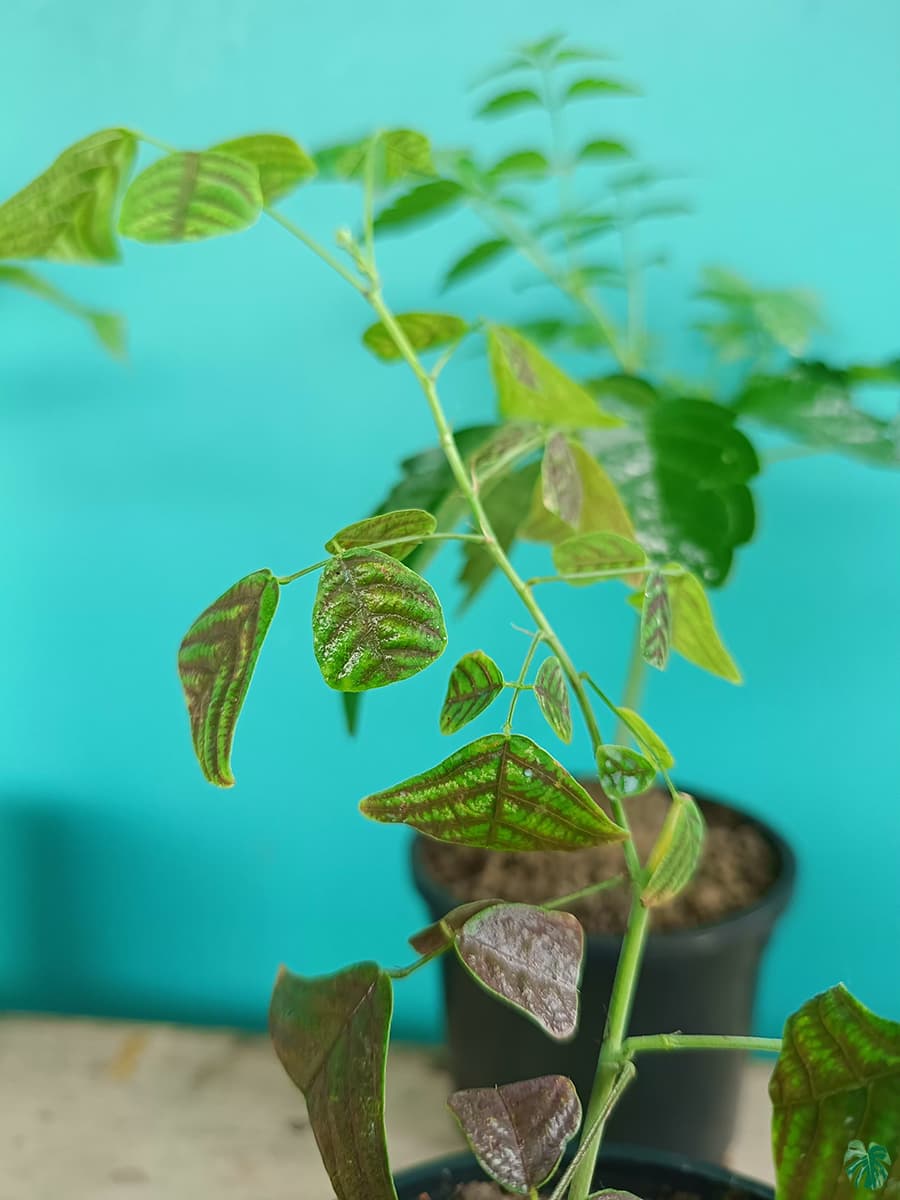 خرید گل و گلدان هدیه برای آقایان 🌺🌿