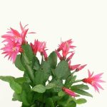 خرید گل و گلدان هدیه برای آقایان ??