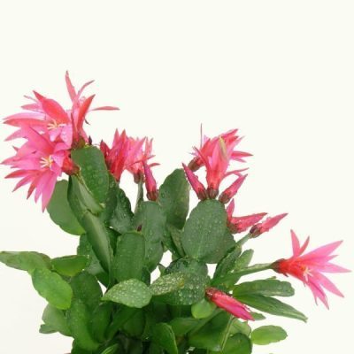 خرید گل و گلدان هدیه برای آقایان ??
