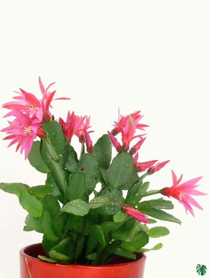 خرید گل و گلدان هدیه برای آقایان 🌷🎁