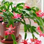 Christmas Cactus Red