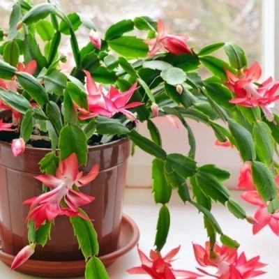 Christmas Cactus Red