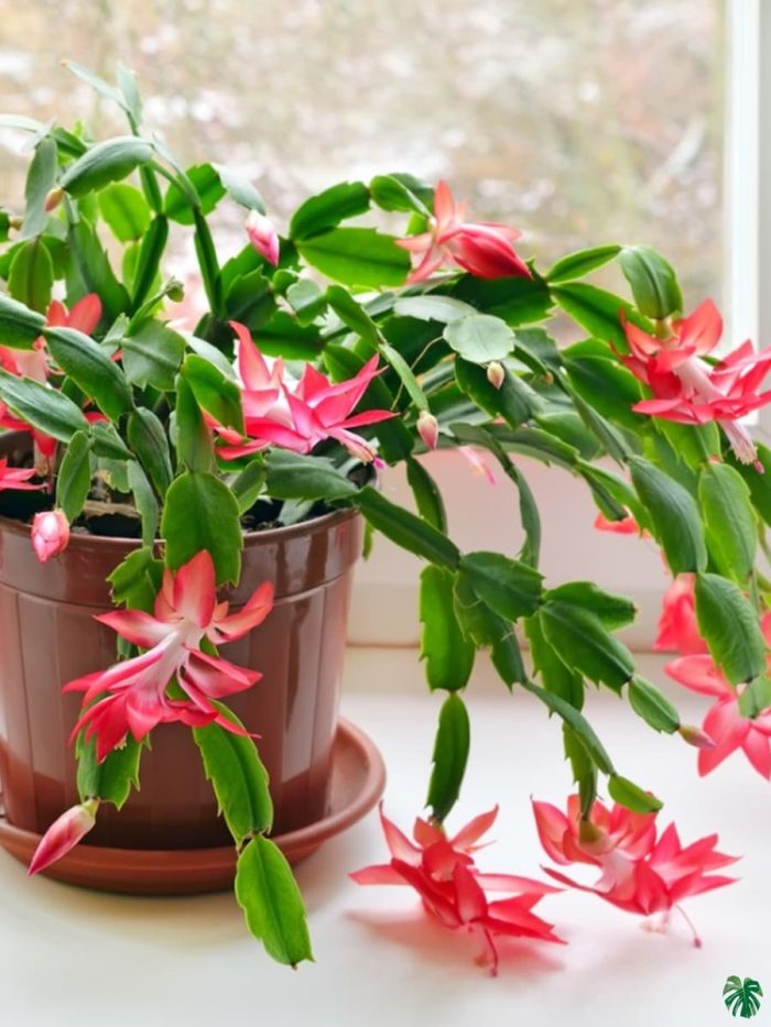Christmas Cactus Red
