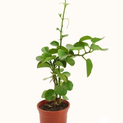 Cissus Rotundifolia