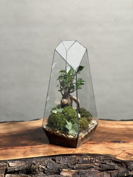 تراریوم بنسای فیکوس طرح طبیعت ۳۵ Cm