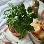گل و گلدان طبیعی آپارتمانی در محله وردآورد