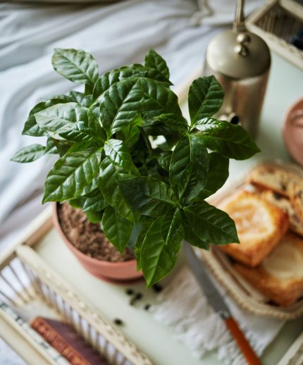 گل و گلدان طبیعی آپارتمانی در محله وردآورد