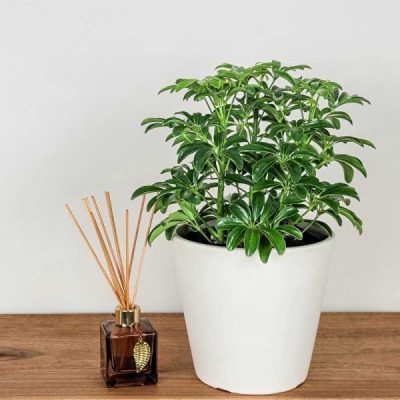 Compact Dwarf Umbrella Tree